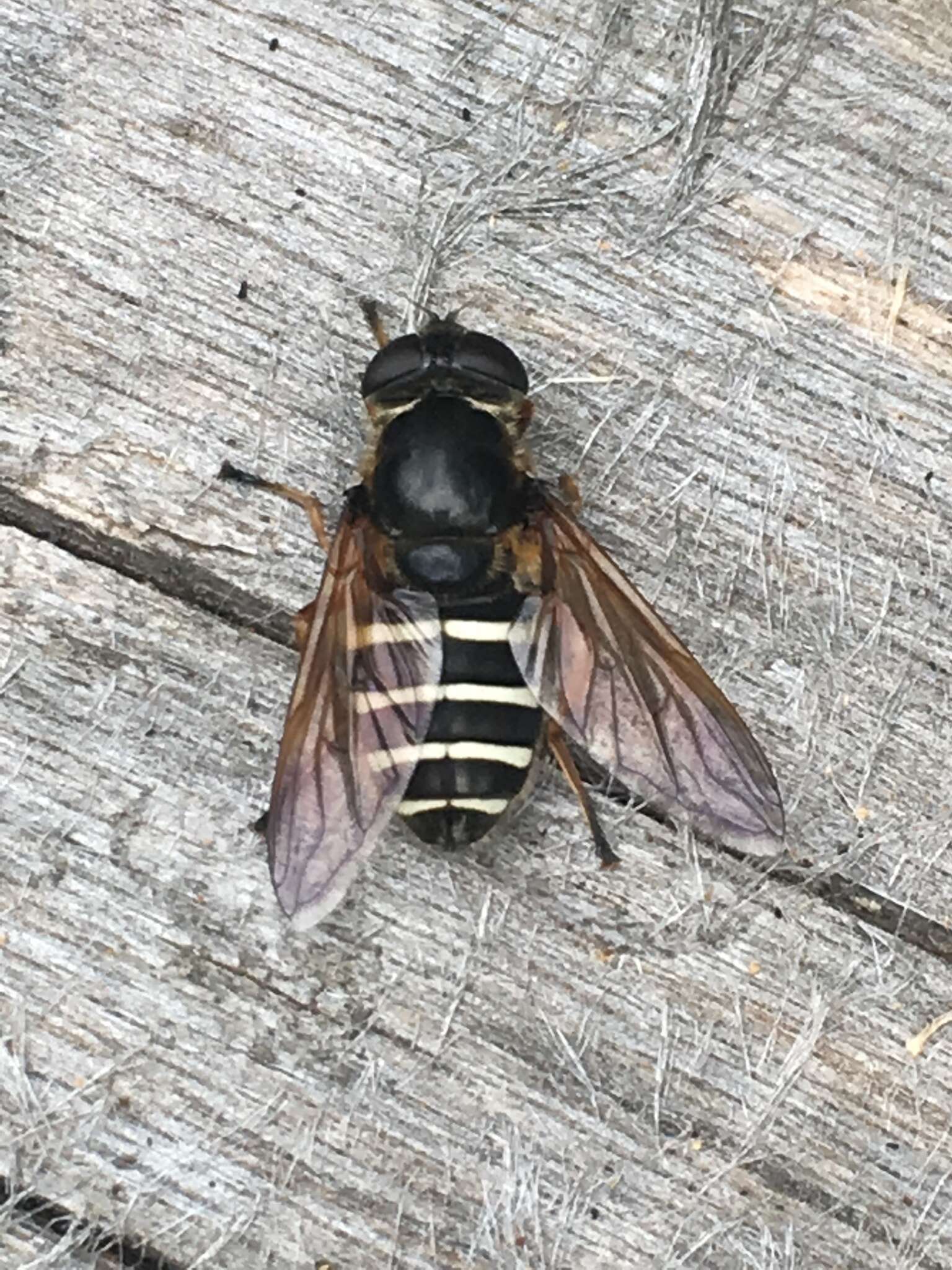 Image of Sericomyia nigra Portschinsky 1873