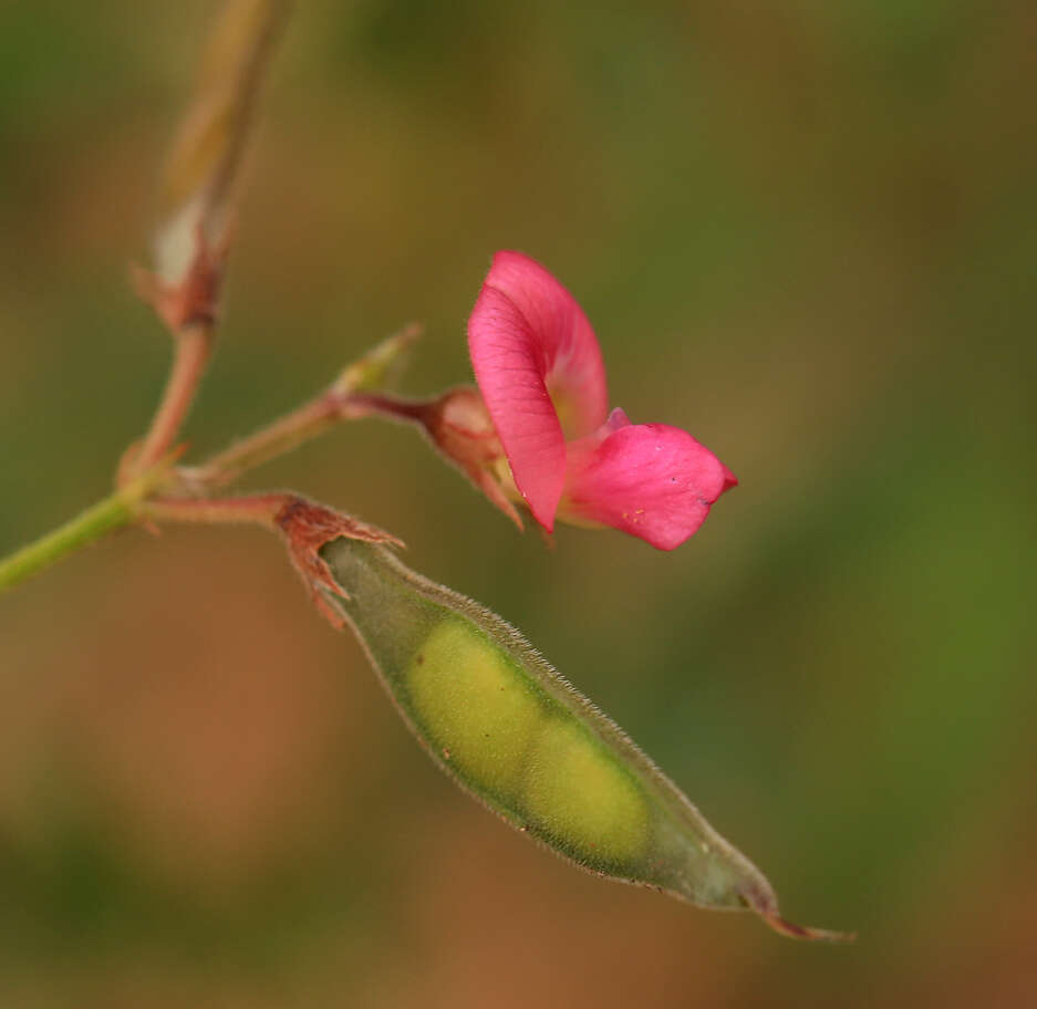 Слика од Tephrosia purpurea subsp. leptostachya (DC.) Brummitt