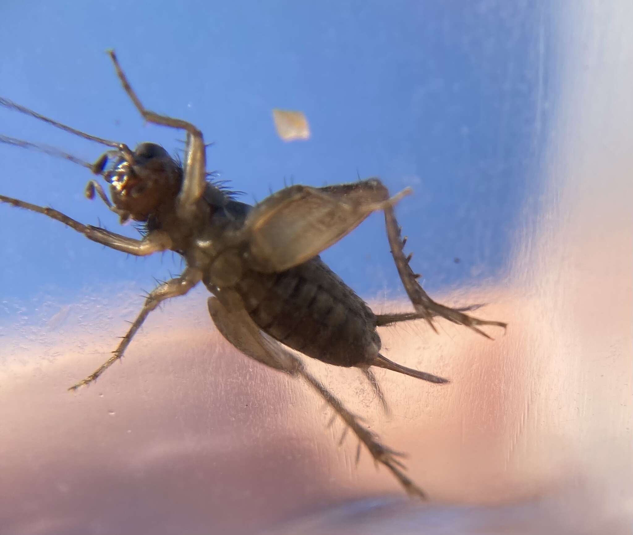 Image of Cuban Ground Cricket