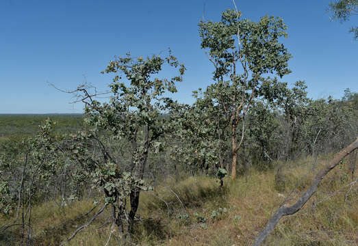 Image of Eucalyptus shirleyi Maiden