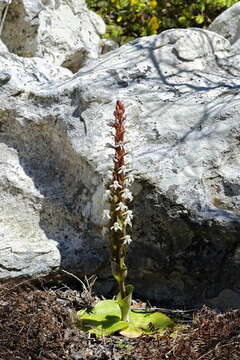 Imagem de Satyrium candidum Lindl.