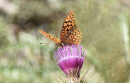 Image of Speyeria coronis carolae Dos Passos & Grey 1942