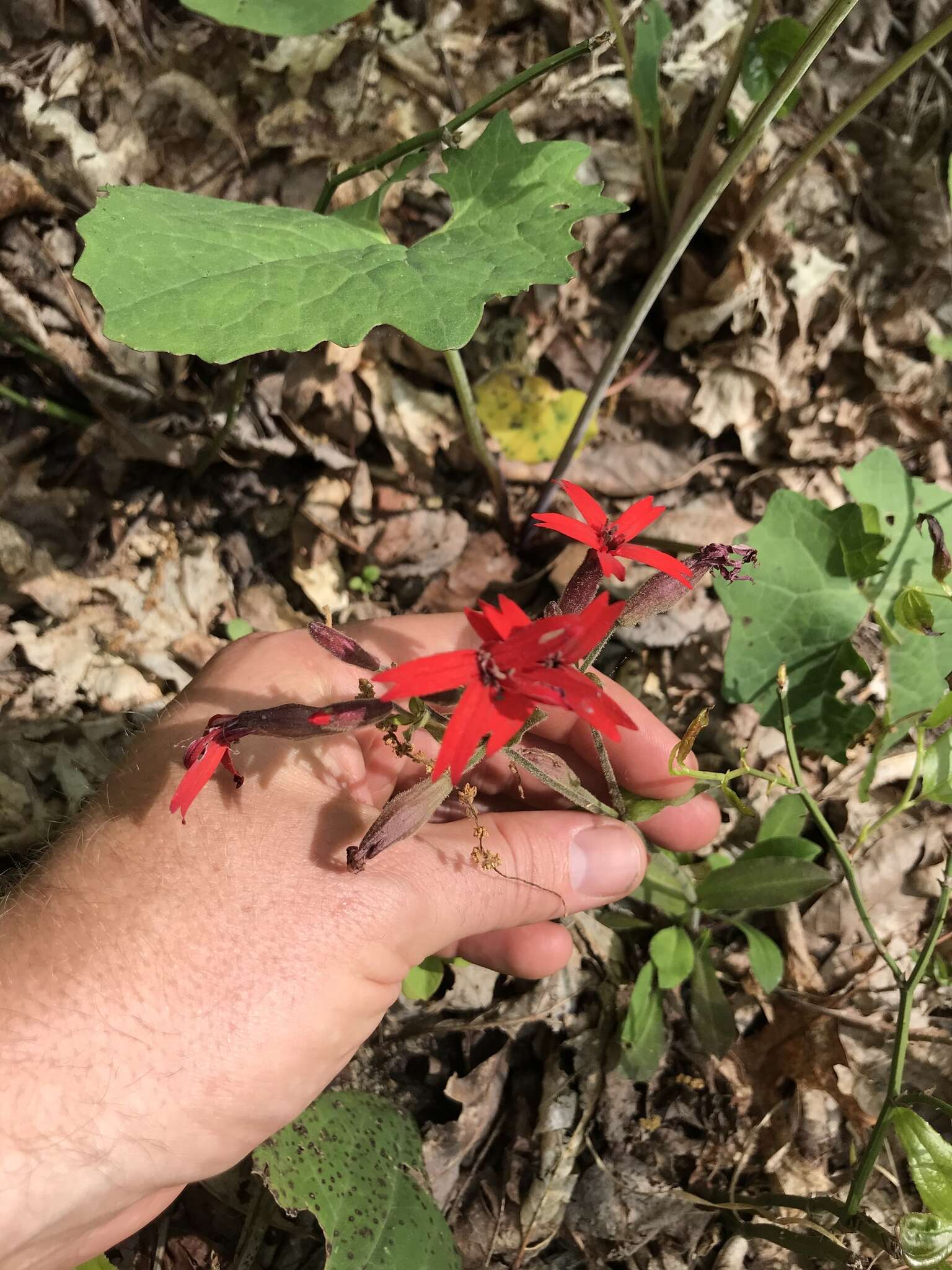 Image of Silene virginica var. virginica