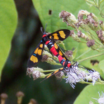 Plancia ëd <i>Euchromia elegantissima</i>