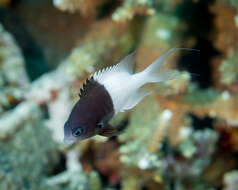 Plancia ëd Pycnochromis iomelas (Jordan & Seale 1906)