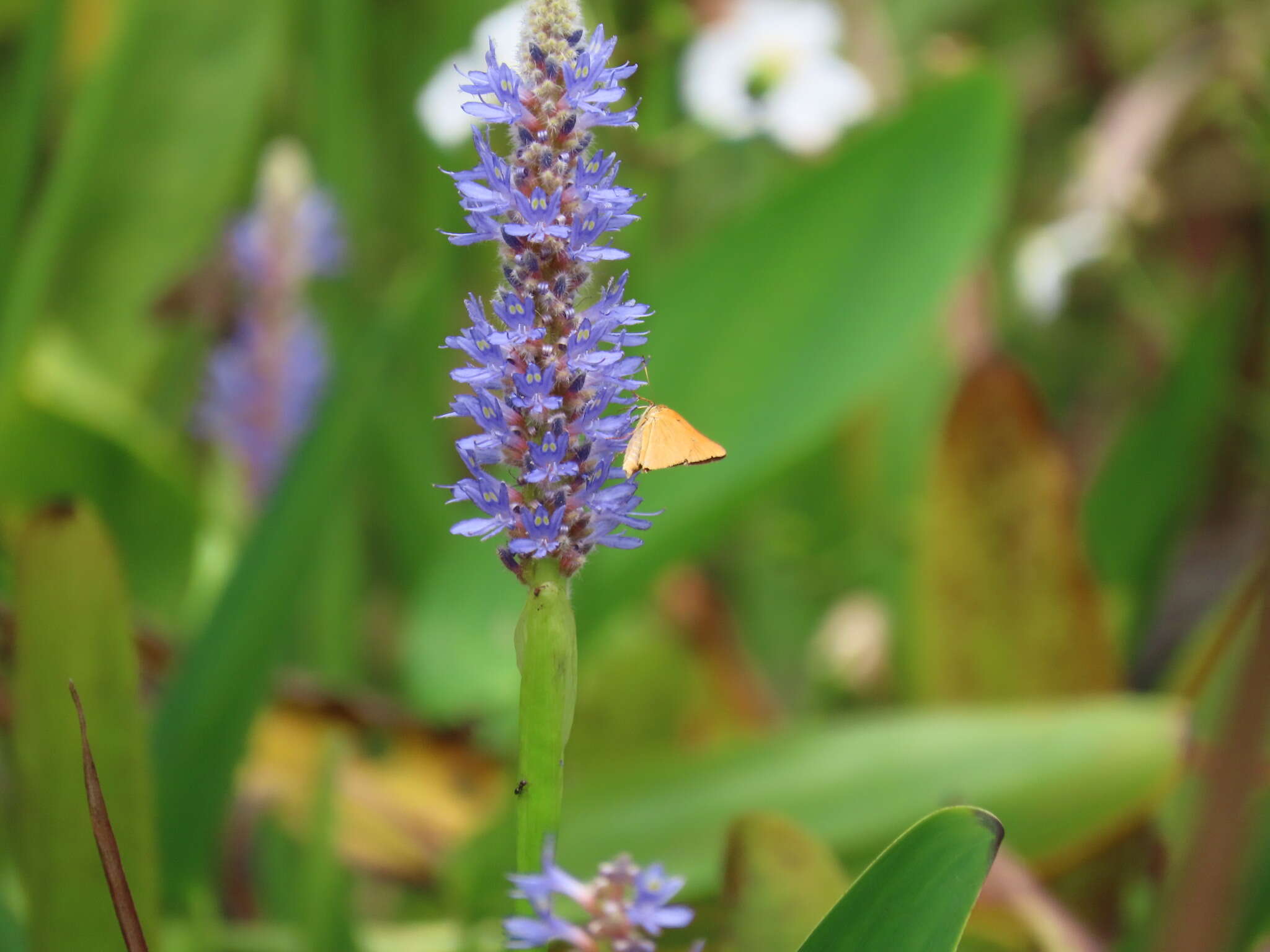 Problema bulenta Boisduval & Le Conte 1833 resmi