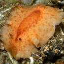 Image of Platydoris inornata Dorgan, Valdés & Gosliner 2002