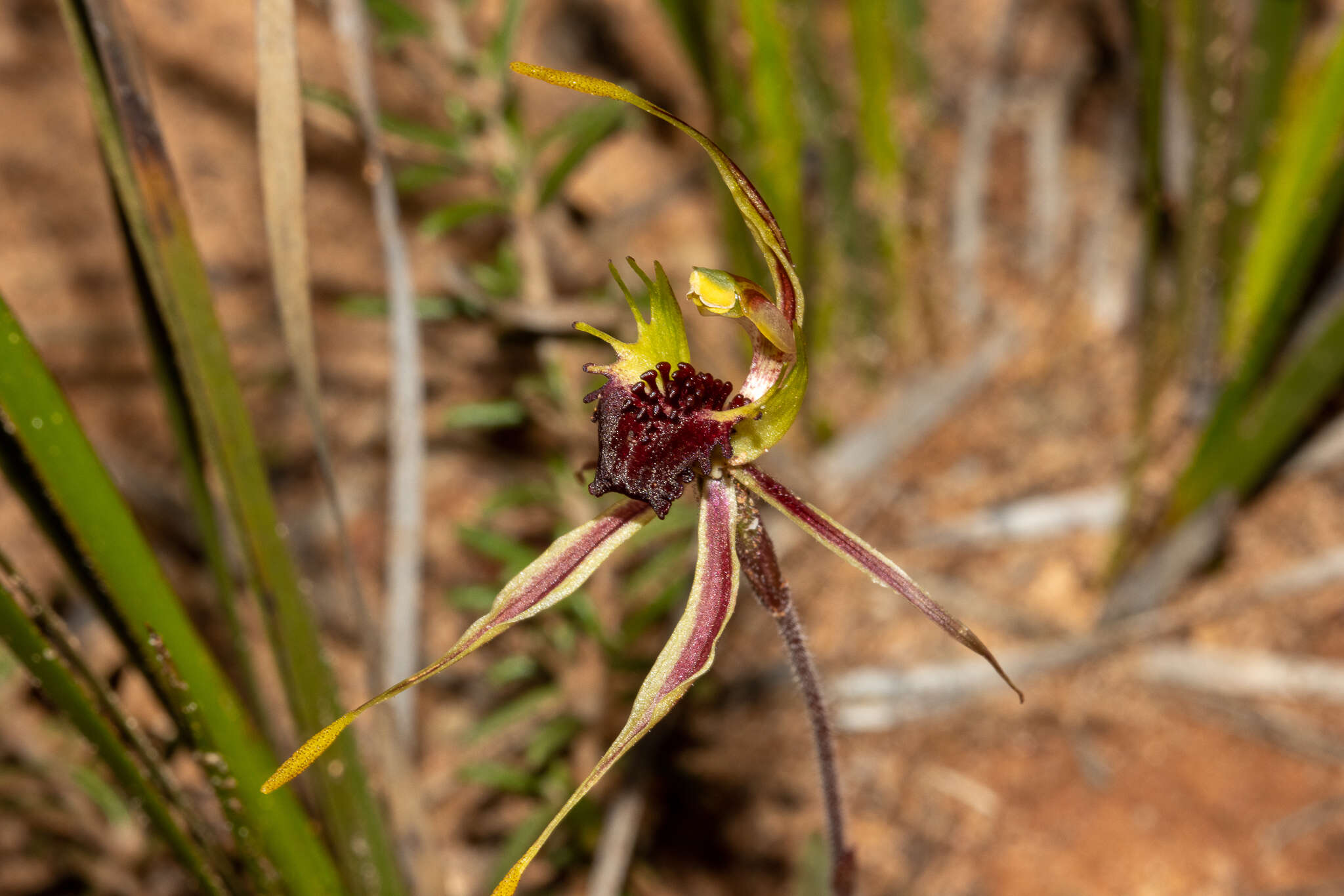 Image of Koppio spider orchid