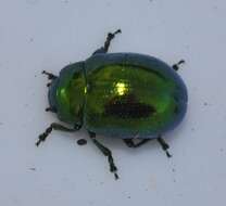 Image of <i>Chrysolina viridana</i>