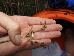 Image of slender bulrush