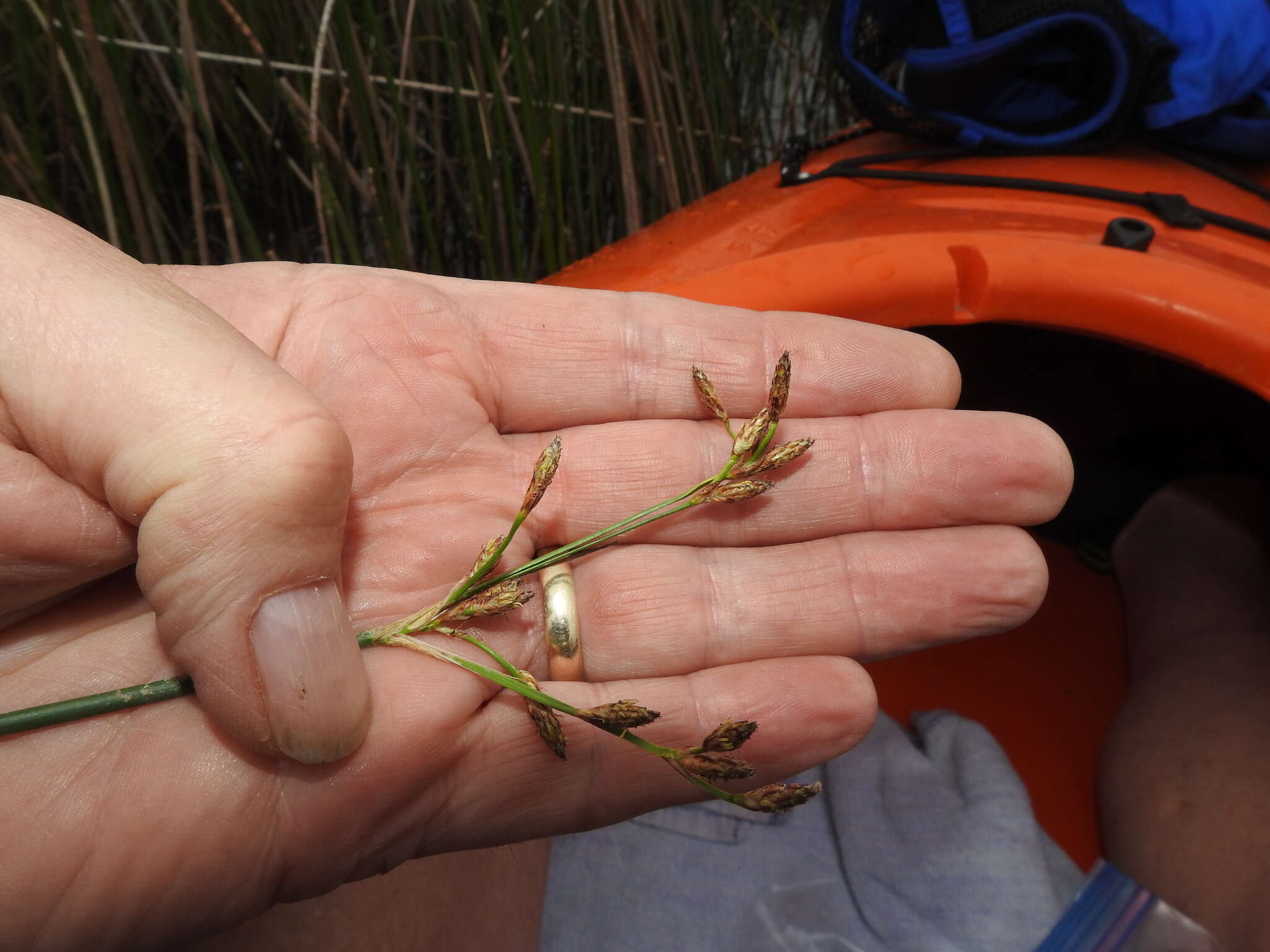 Image of slender bulrush