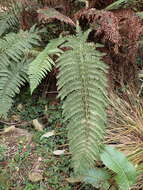 Imagem de Polystichum ammifolium (Desv.) C. Chr.