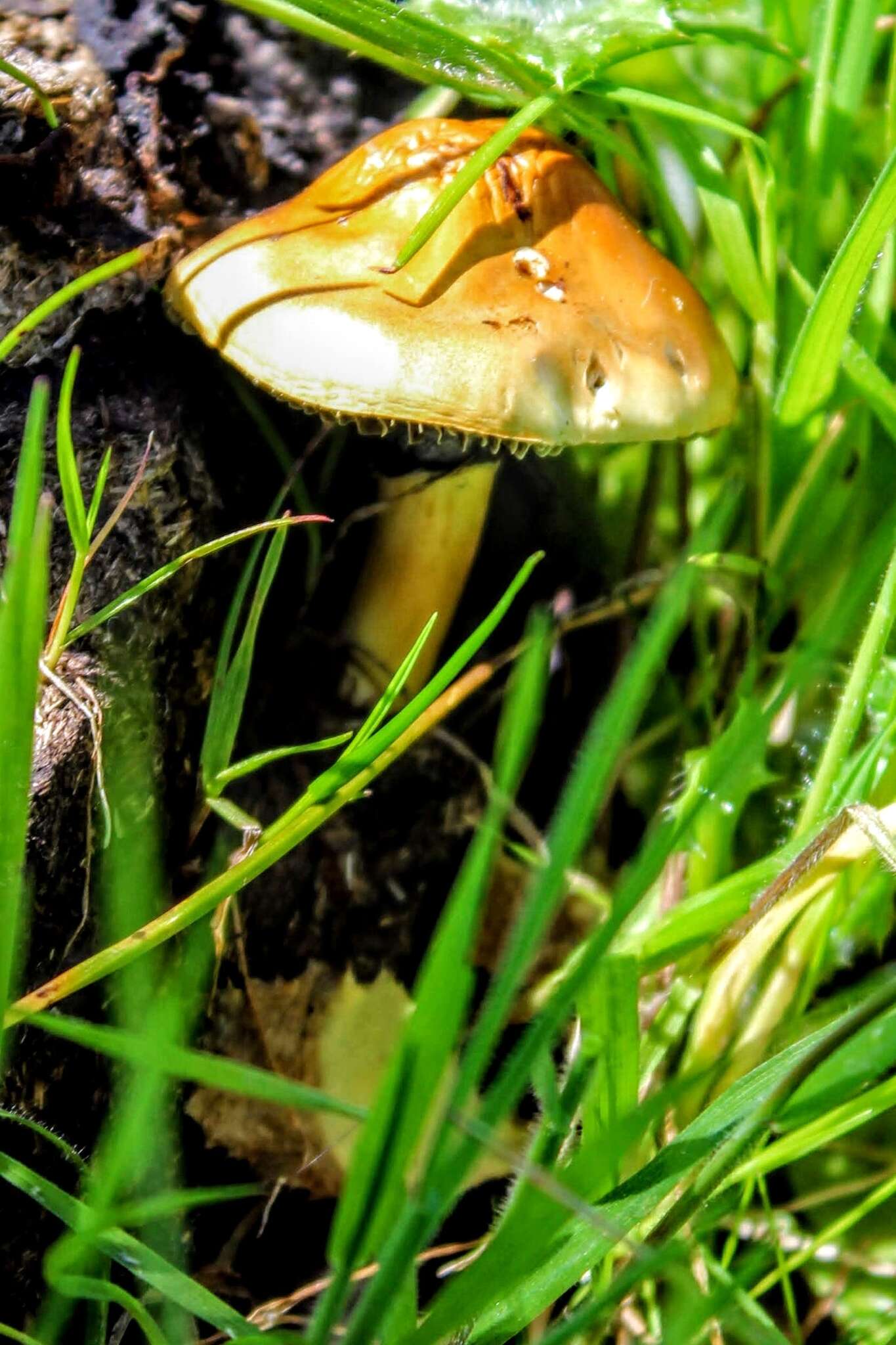 Image of Protostropharia dorsipora (Esteve-Rav. & Barrasa) Redhead 2014