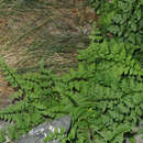 Image of Cystopteris tasmanica Hook.