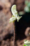 Image of Disperis bolusiana subsp. macrocorys (Rolfe) J. C. Manning