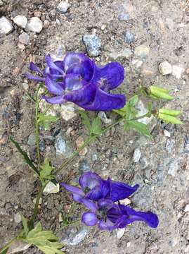 Image of Manchurian monkshood