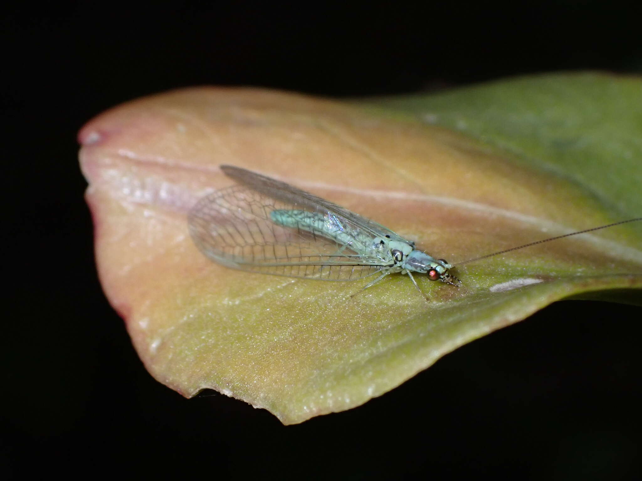 Image of Pseudomallada subcostalis (McLachlan 1882)