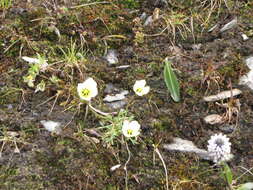 Image of arctic poppy