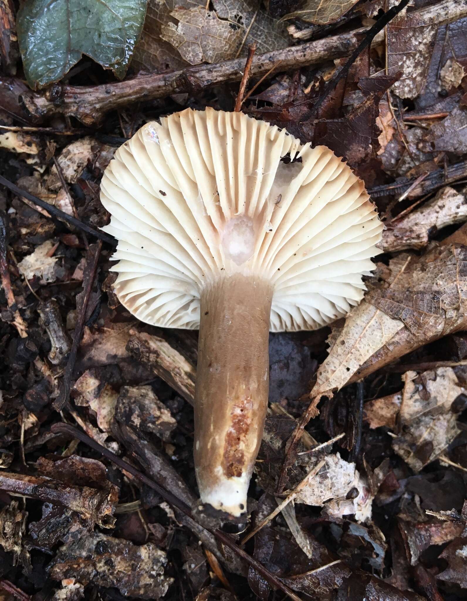 Image of Lactarius gerardii Peck 1873