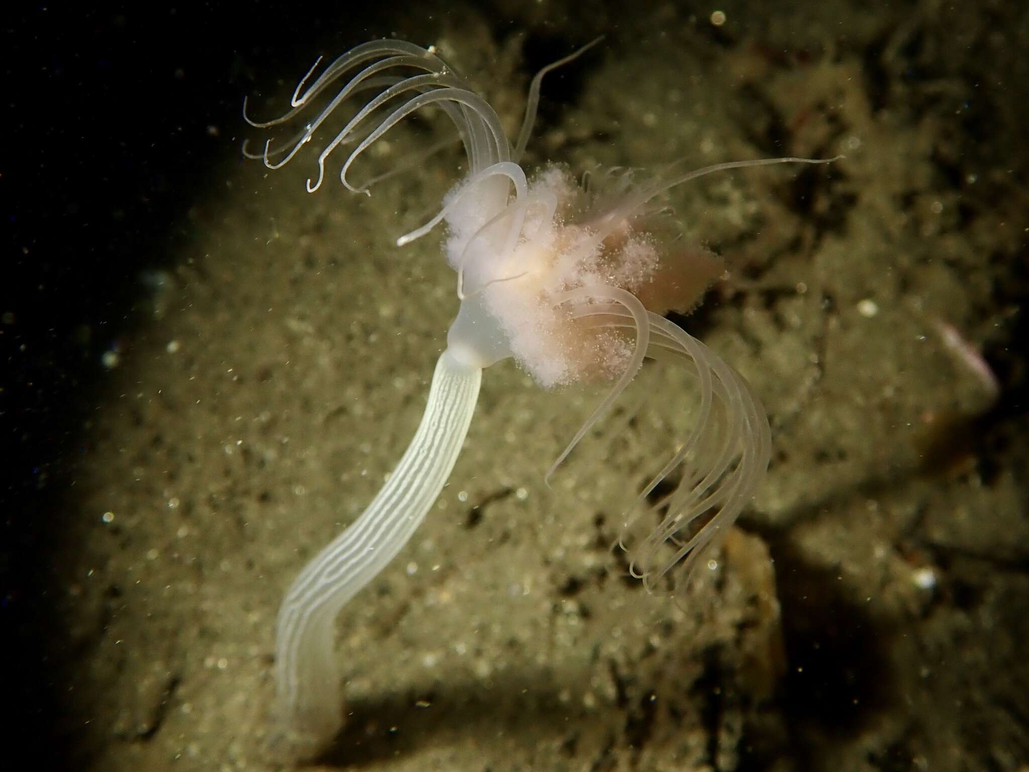 Image of fairy palm hydroid