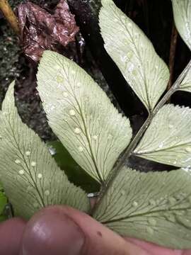 Plancia ëd Polystichum dubium (H. Karst.) Diels