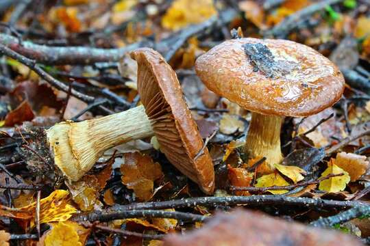 Image of Cortinarius subcastanellus E. Horak, Peintner, M. M. Moser & Vilgalys 2002