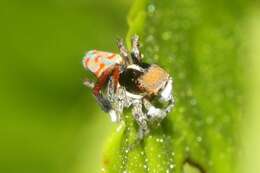 Image of Peacock spider