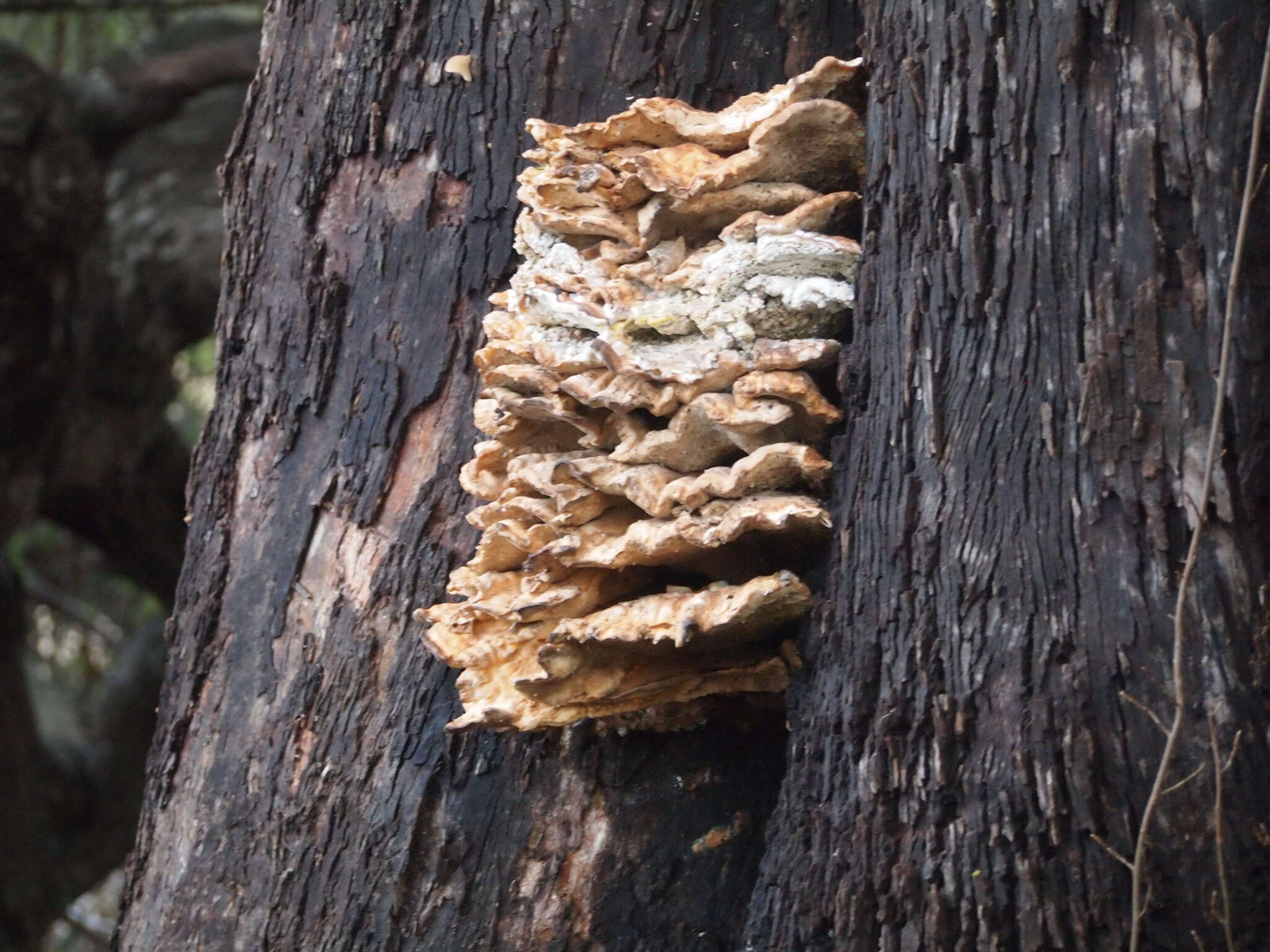 Image of Laetiporus gilbertsonii Burds. 2001