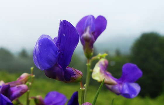 Image of <i>Lathyrus bauhini</i>