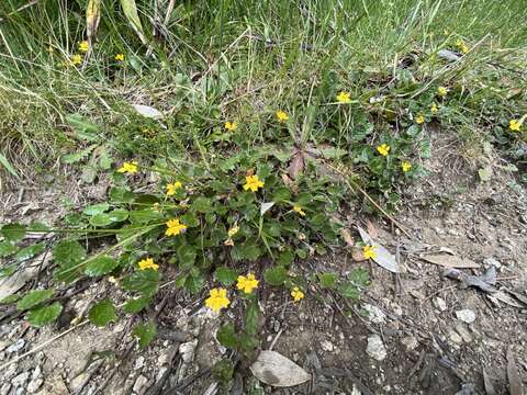 Image of Goodenia hederacea subsp. alpestris (K. Krause) R. Carolin