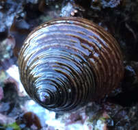 Image of Blue Top Snail