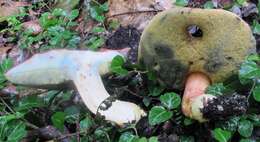 Image of Boletus miniatopallescens A. H. Sm. & Thiers 1971