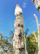 Image of Pilosocereus leucocephalus (Poselg.) Byles & G. D. Rowley