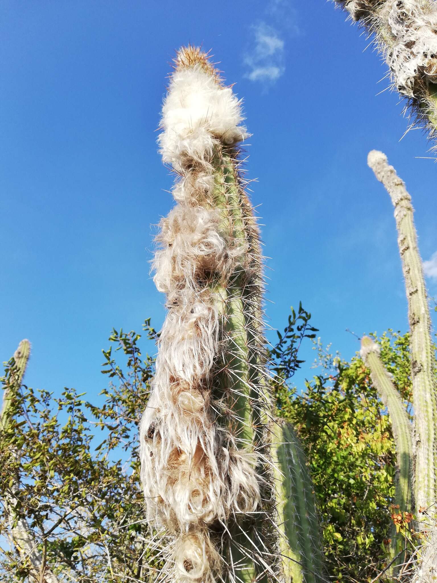 Image of Pilosocereus leucocephalus (Poselg.) Byles & G. D. Rowley