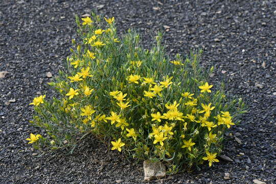 Image of manystem blazingstar