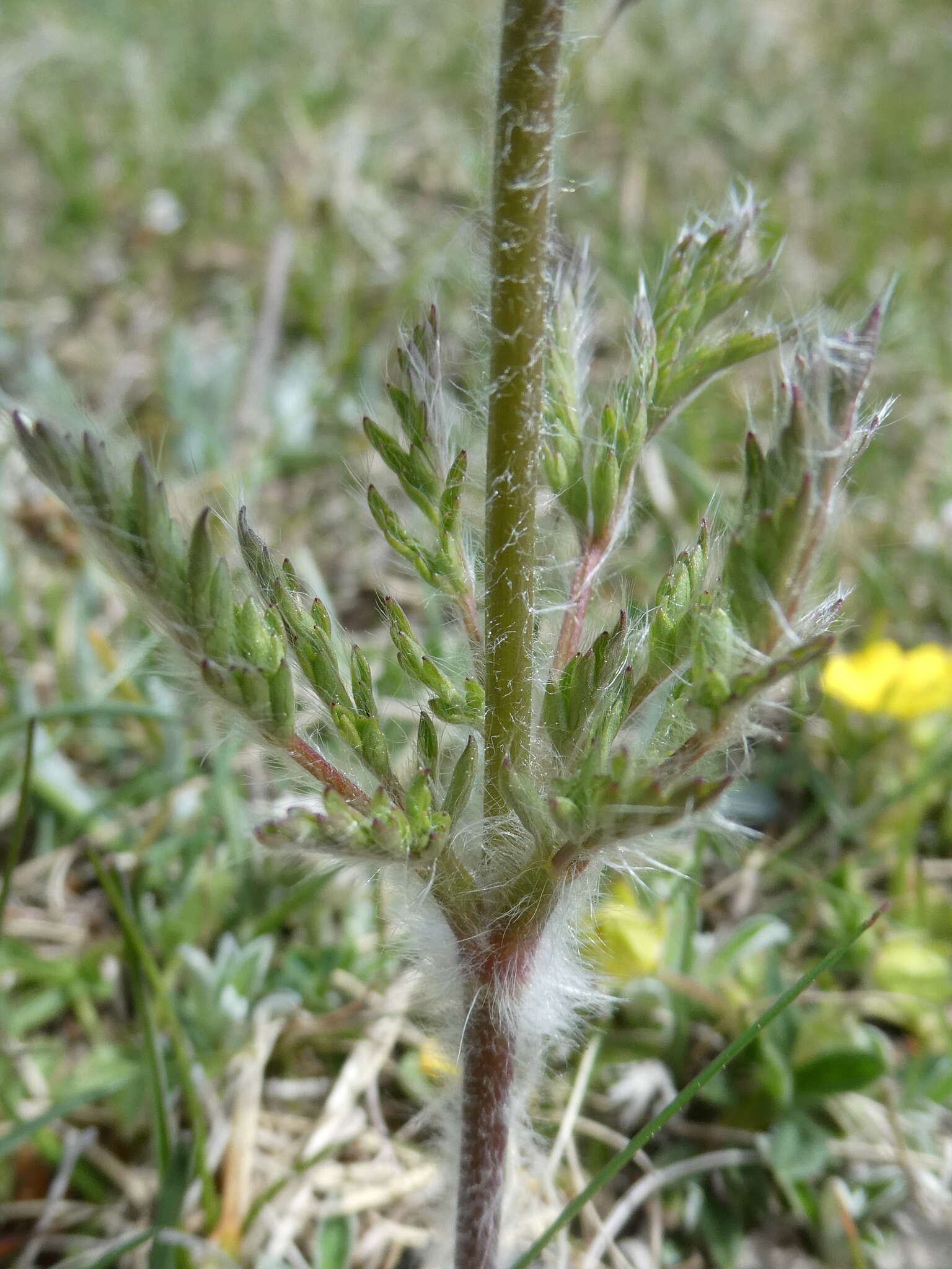 Image of Pulsatilla alpina subsp. font-queri Lainz & P. Monts.