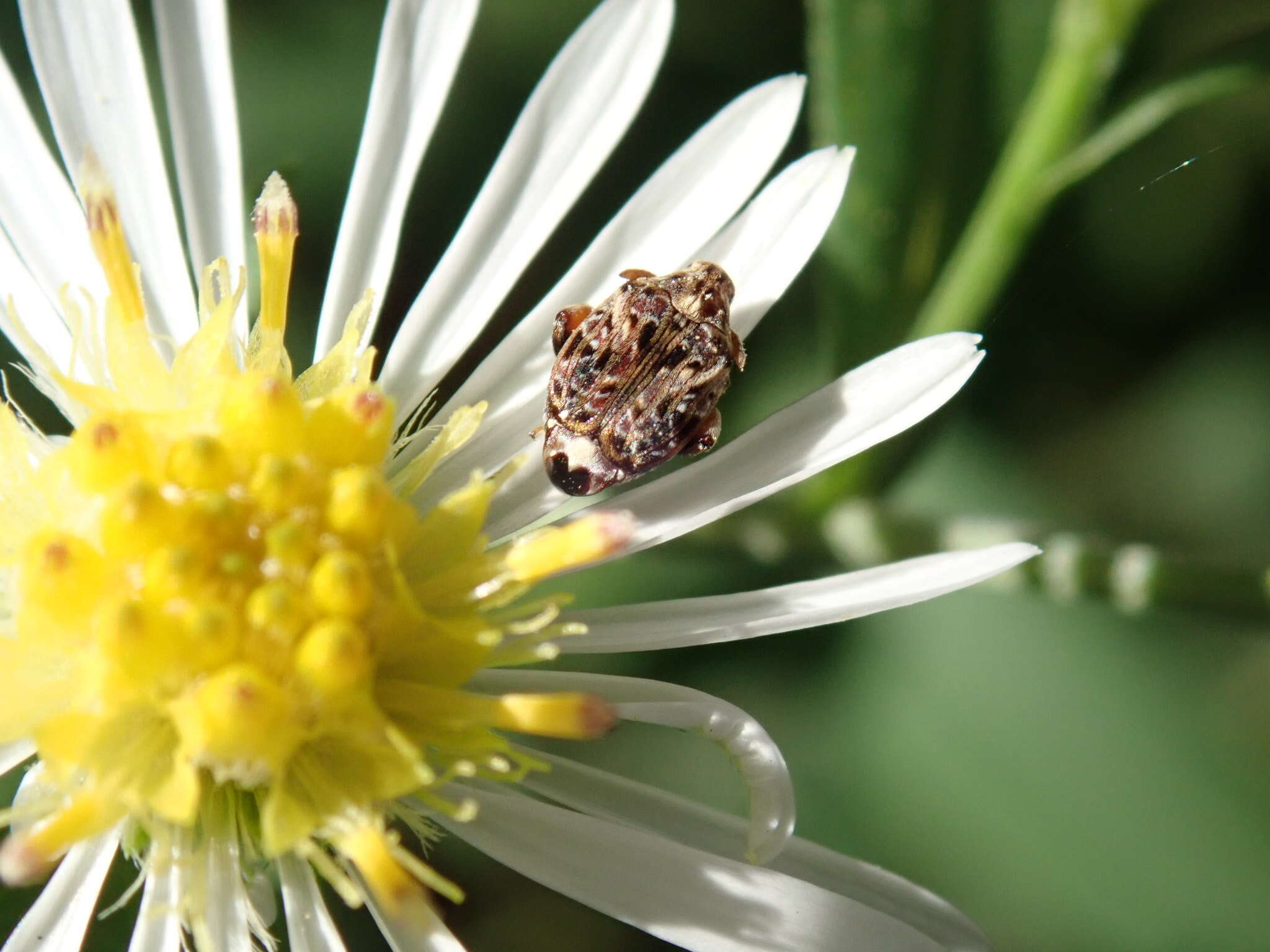 Image of Redbud Bruchid