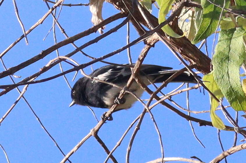 Image of White-bellied Tit