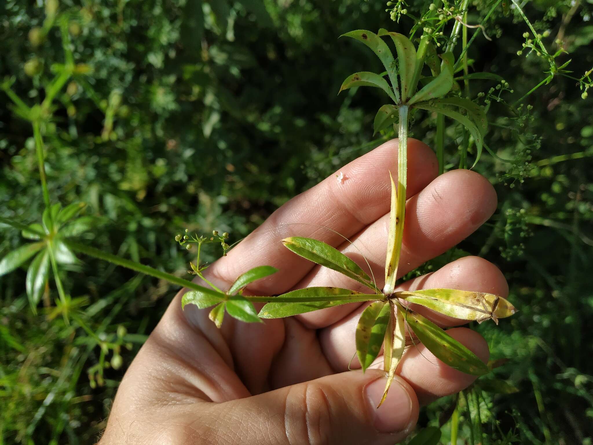 Image of Galium rivale (Sm.) Griseb.