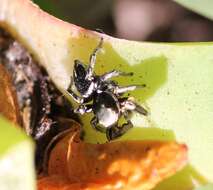 Image of Habronattus schlingeri (Griswold 1979)