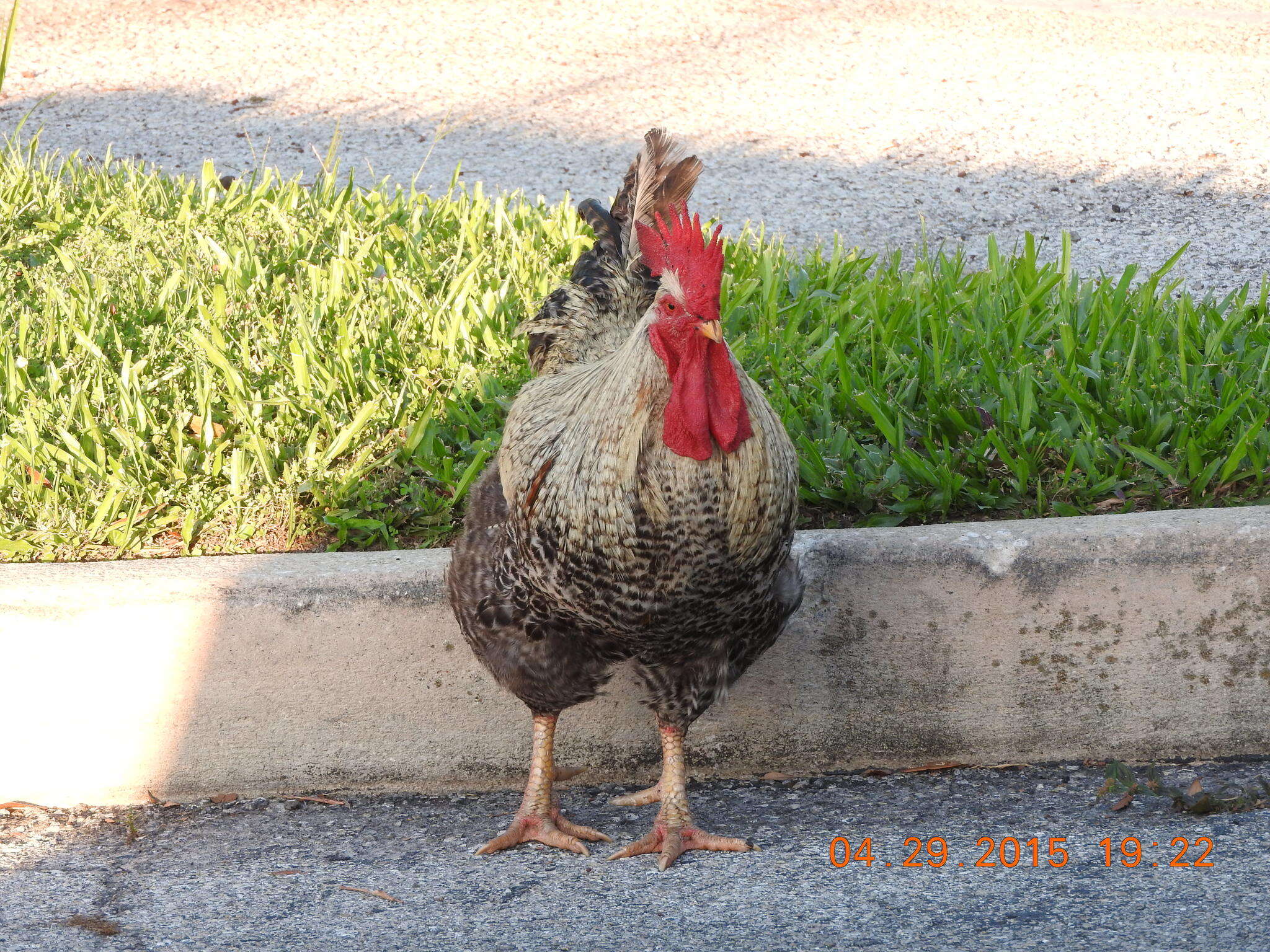 Image of <i>Gallus gallus</i> f. <i>domesticus</i>