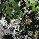 Image of Olearia oppositifolia (F. Müll.) N. S. Lander