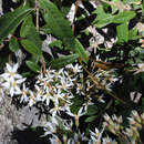 Olearia oppositifolia (F. Müll.) N. S. Lander resmi