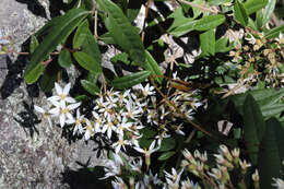 Image of Olearia oppositifolia (F. Müll.) N. S. Lander