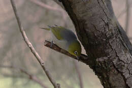 Zosterops lateralis westernensis (Quoy & Gaimard 1832) resmi