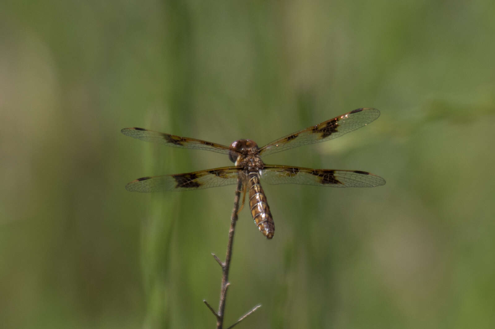 Image of Eastern Amberwing