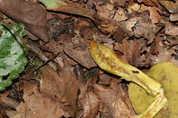 Image of Hortiboletus engelii (Hlaváček) Biketova & Wasser 2015