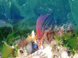 Image of Giant Acorn Barnacle