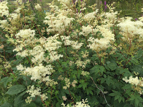 Image of Meadowsweet