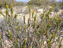 Plancia ëd Oedera resinifera (Bremer) A. A. Anderberg & K. Bremer